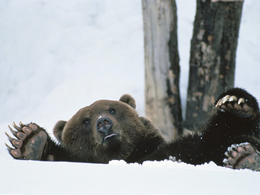 Help! Brown Bear, Alaska